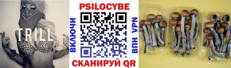 дарнет шоп  Туймазы  Псилоцибиновые грибы мицелий 